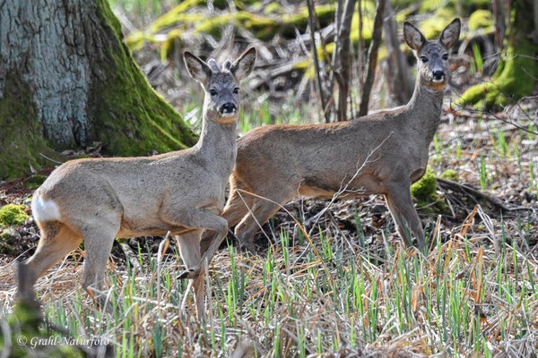 Europäisches Reh (Capreolus capreolus) am Potsdamer Platz in OHV.