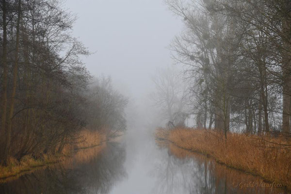 Nebel am Wustrauer Rhin.