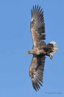 Seeadler (Haliaeetus albicilla) über dem Malchiner See.