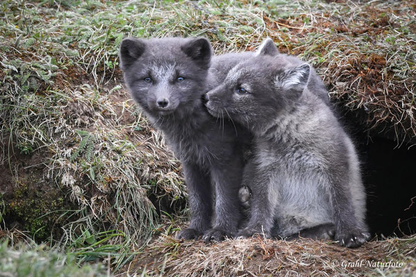 Polarfüchse (Vulpes lagopus) können drei bis neun Junge bekommen.