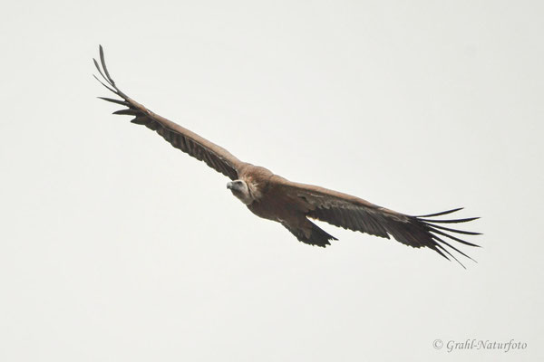 Gänsegeier (Gyps fulvus)