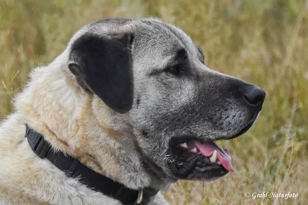 Kangal oder Anatolischer Hirtenhund (Canis lupus f. familiaris)