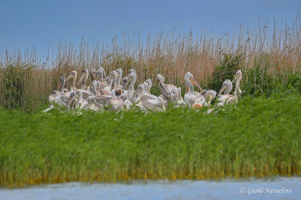 Brutkolonie der Krauskopfpelikane (Pelecanus crispus) auf einer Insel im Lacul Sinoe.