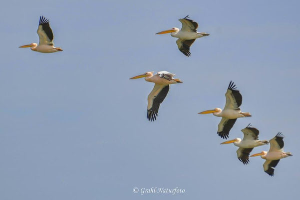 Rosapelikane (Pelecanus onocrotalus) über dem Lacul Golovita.