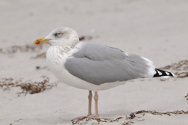 Silbermöwe (Larus argentatus)