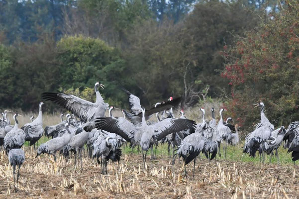Herbstrast der Kraniche (Grus grus) in Rhin- und Havelluch 2024.