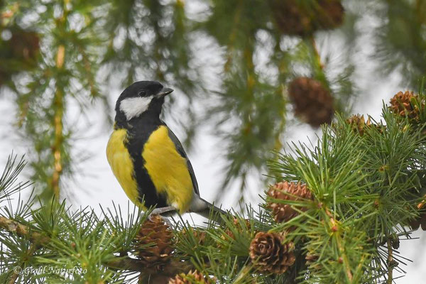 Kohlmeise (Parus major)