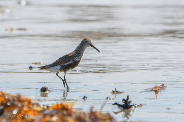 Alpenstrandläufer (Calidris alpina) am Südstrand der Helgoländer Düne.