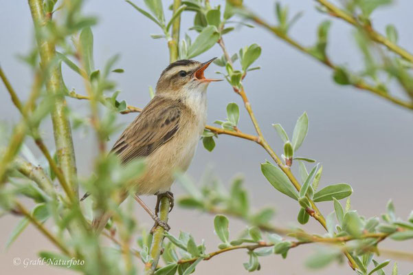 Schilfrohrsänger (Acrocephalus schoenobaenus) im NSG Untere Havel Nord.