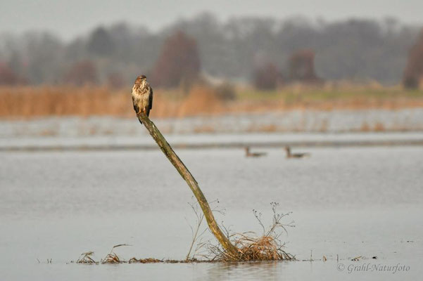 Mäusebussard (Buteo buteo) auf den Wiesen von Parey.