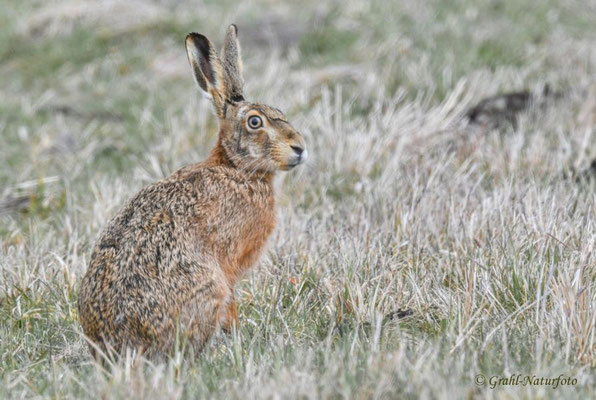 Feldhase (Lepus europaeus) NSG Untere Havel Nord.