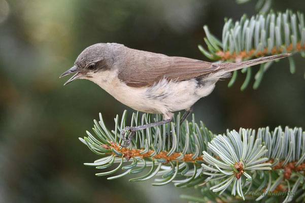 Klappergrasmücke (Sylvia curruca)