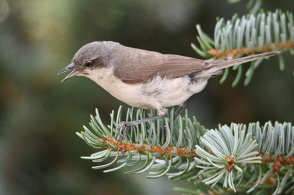 Klappergrasmücke (Sylvia curruca)