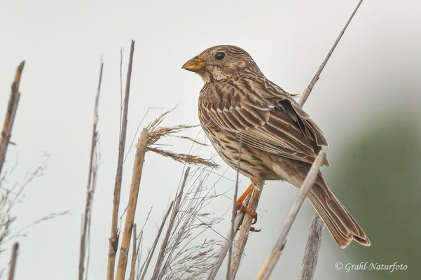 Grauammer (Emberiza calandra) Hortobagy Puszta - Ungarn.