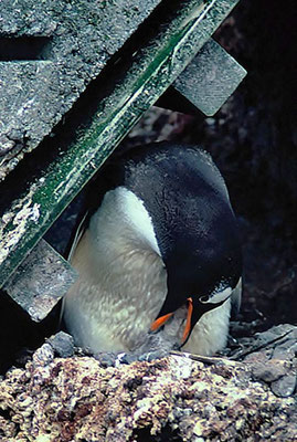 Eselspinguin (Pygoscelis papua) beim Füttern seines Küken.