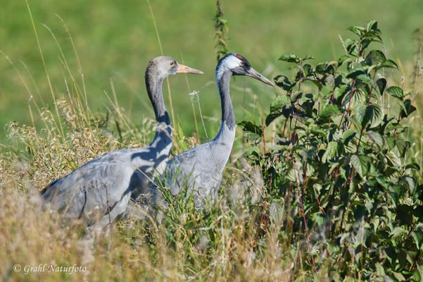 Herbstrast der Kraniche (Grus grus) in Rhin- und Havelluch 2024.