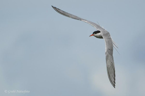 Flußseeschwalbe (Sterna hirundo) am Südhafen.