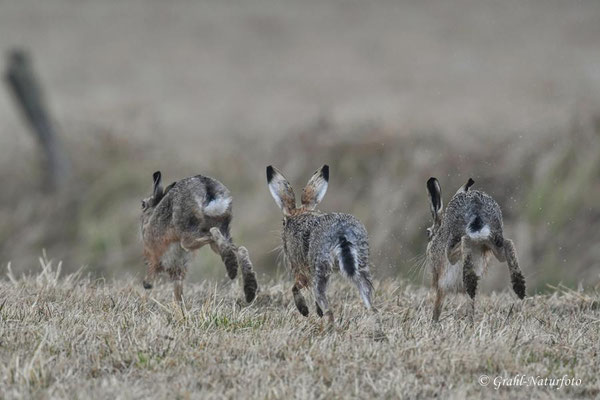 Feldhasen (Lepus europaeus) auf den Wiesen von Parey, Hasenpanier.