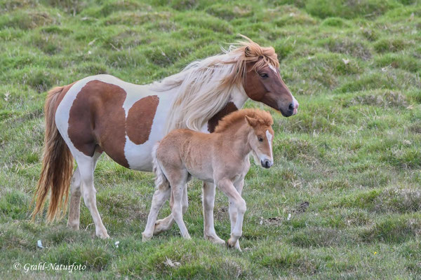 Islandpferd (Equus ferus f. caballus), Stute mit Fohlen.