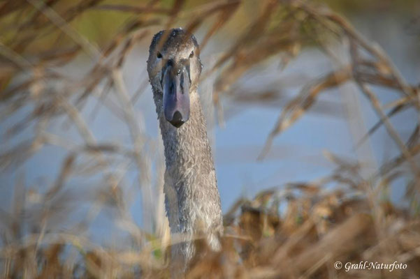 Ei wer guckt denn da? Junger Höckerschwan (Cygnus olor) im NSG Untere Havel Nord.