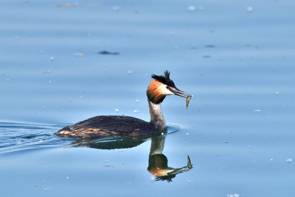 Haubentaucher (Podiceps cristatus) auf dem Geiseltalsee