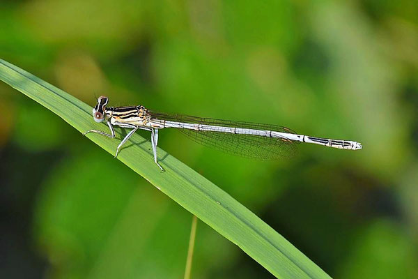 Blaue Federlibelle (Platycnemis pennipes), weibl.