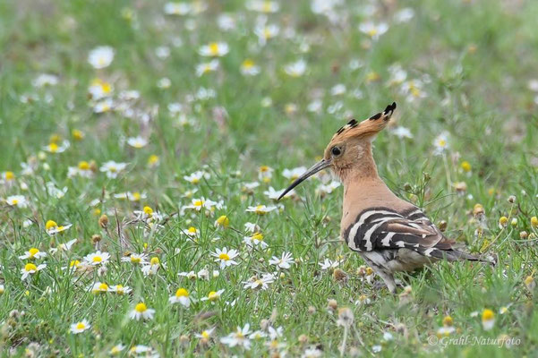 Wiedehopf (Upupa epops) bei Vadu.
