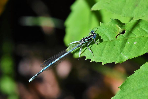 Blaue Federlibelle (Platycnemis pennipes), männl.