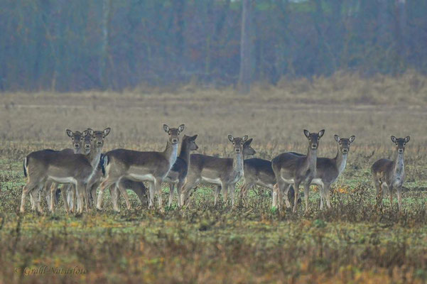 Damwild (Dama dama) bei Sommerfeld.