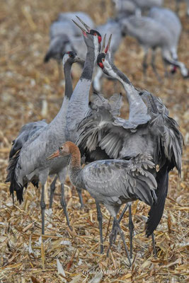 Herbstrast der Kraniche (Grus grus) in Rhin- und Havelluch 2024.