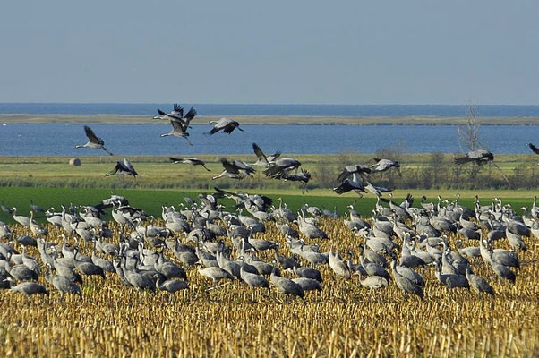 Herbstrast der Kraniche - Am Kranich Utkiek Hohendorf 2009