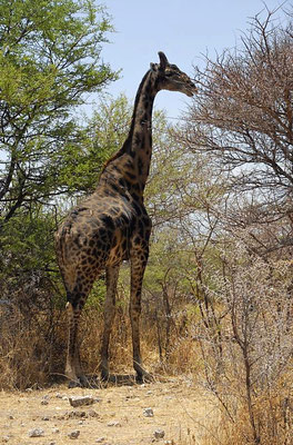 Dunkle Morphe der Angola-Giraffe (Giraffa camelopardalis angolensis).