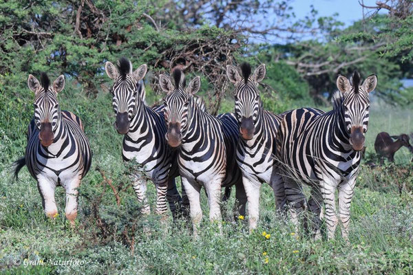 Chapman-Steppenzebra (Equus quagga chapmani) auf dem Gelände der Zululand Safari Lodge.