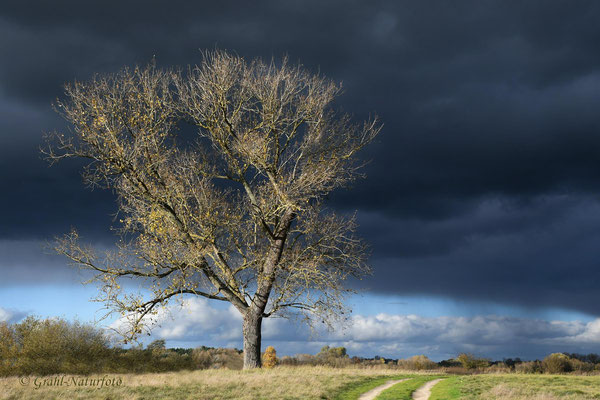 Sonne vs. Regenwolken
