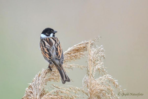 Rohrammer (Emberiza schoeniclus) männl. im NSG Untere Havel Nord.