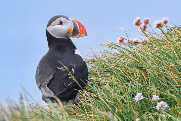 Papageitaucher (Fratercula arctica) am Vogelfelsen Látrabjarg in den Westfjorden.