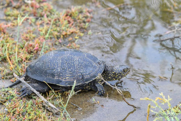 Europäische Sumpfschildkröte (Emys orbicularis) bei Murighiol.