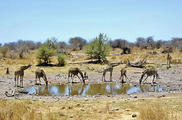 Angola-Giraffen (Giraffa camelopardalis angolensis) am Wasserloch Groot Okevi.