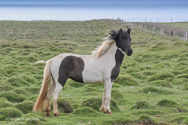 Islandpferd (Equus ferus f. caballus)