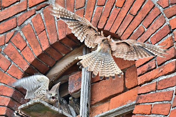 Fütterung der Turmfalkenbrut (Falco tinnunculus)