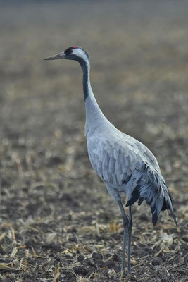 Herbstrast der Kraniche im Rhin- und Havelluch 2018 - Altvogel Ende November.