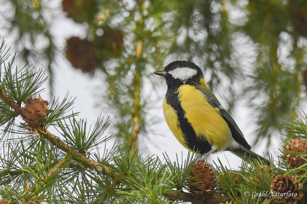 Kohlmeise (Parus major)