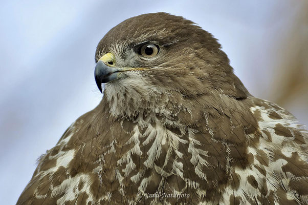Mäusebussard (Buteo buteo)