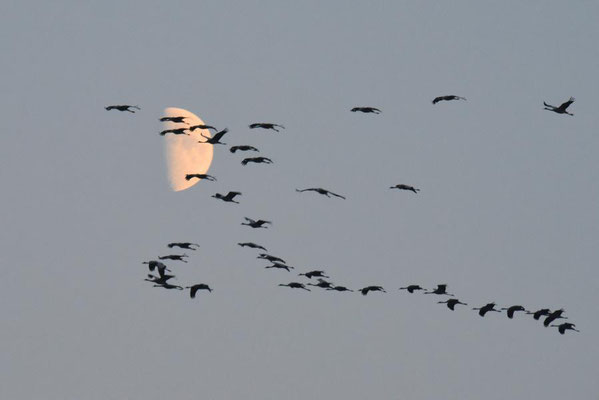 Herbstrast der Kraniche im Rhin- und Havelluch 2018