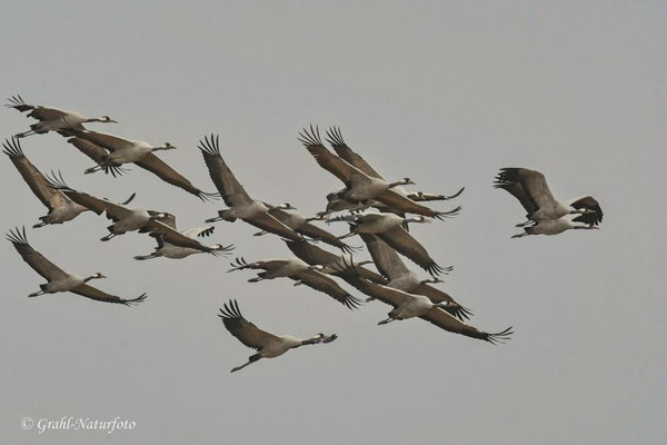 Herbstrast der Kraniche (Grus grus) in Rhin- und Havelluch 2024.