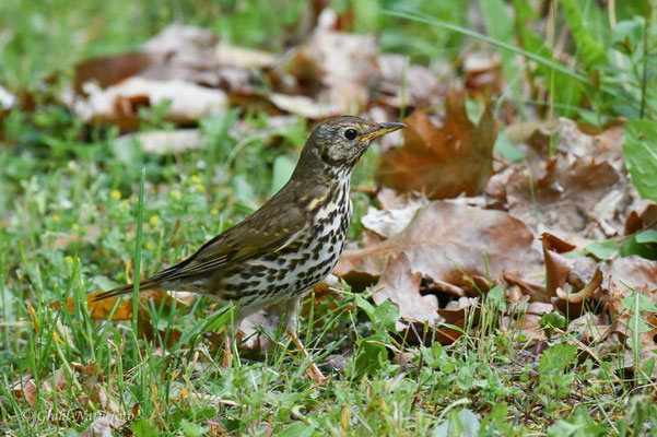 Singdrossel (Turdus philomelos)