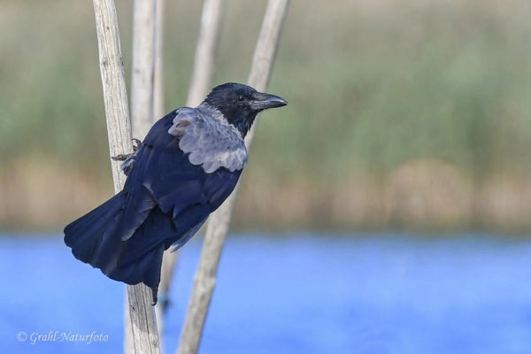 Nebelkrähe (Corvus cornix)