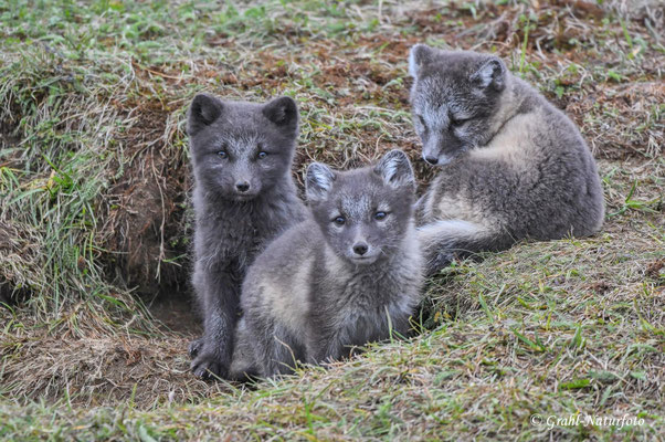 Plötzlich sind es drei !!! Die Mutter der Drei ist tot aber ein Landwirt hat sich der Welpen angenommen.