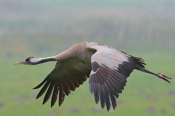 Herbstrast der Kraniche am Günzer See 2014