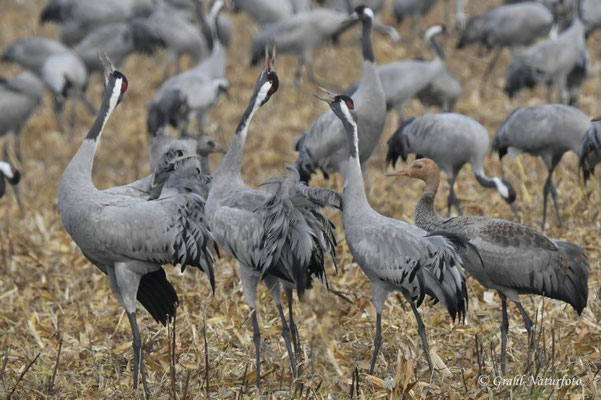 Herbstrast der Kraniche (Grus grus) in Rhin- und Havelluch 2024.